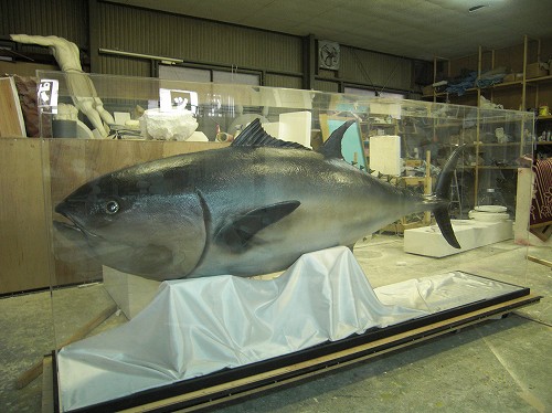 近大マグロ その2 | 株式会社ポップ工芸